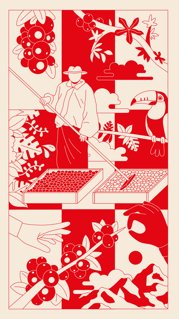Malongo, illustrations pour le merchandising, Max Nicolas